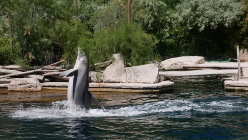 Ein Delfin zeigt Kunststücke im Tiergarten Nürnberg